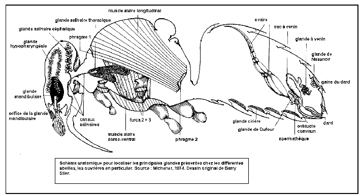 Anatomie d'une reine d'abeilles les miels d'uzès