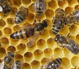 Reine d'abeilles les miels d'uzès